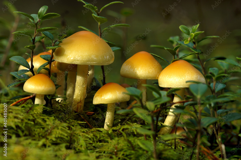 Hallucinogenic mushrooms grow in the forest. Mushrooms containing psilocybin. Hallucinogenic mushrooms grow in the forest. Mushrooms containing psilocybin.