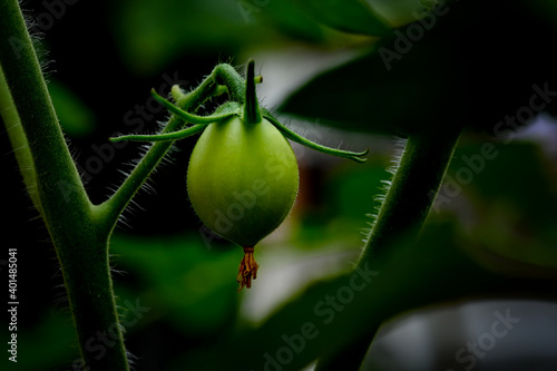 Tomato Fruit Bloom
