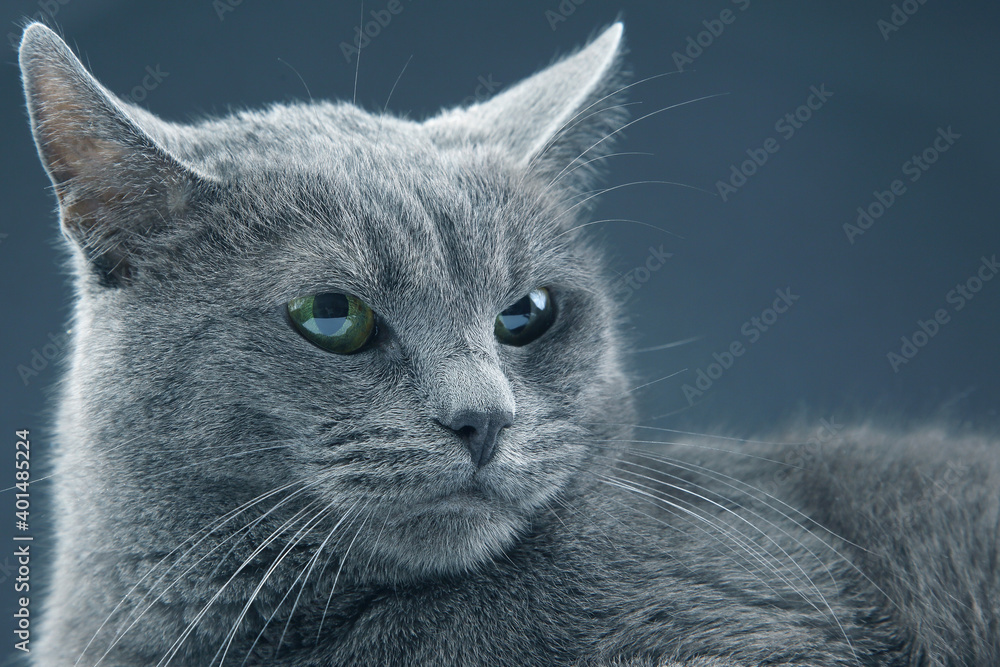 Studio portrait of a beautiful grey cat on dark background. pet mammal animal predator