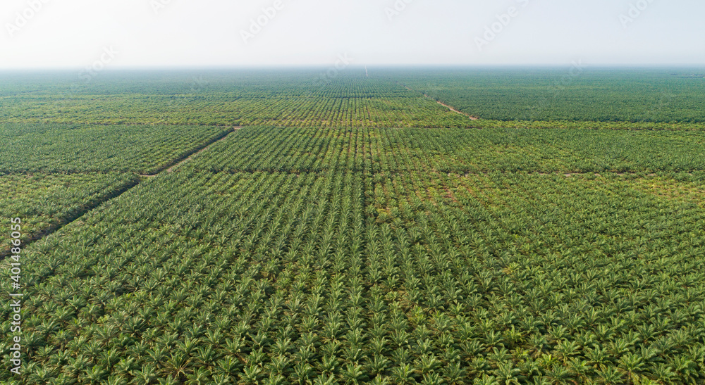 Palm oil plantation aerial view Palm oil plantation aerial view