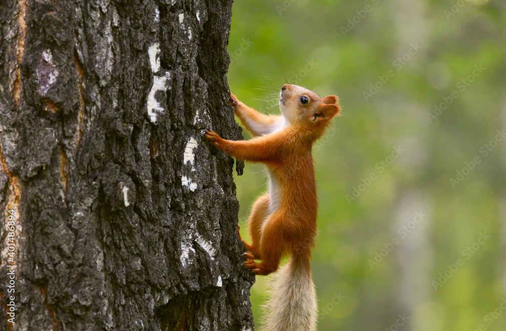 Little squirrel in the tree Little squirrel in the tree