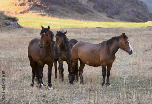 Three horses in a mountain meadow