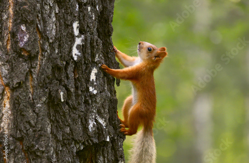 Little squirrel in the tree