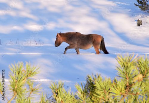 The horse is walking in deep snow