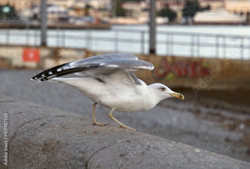 Seagull takes off close up photo