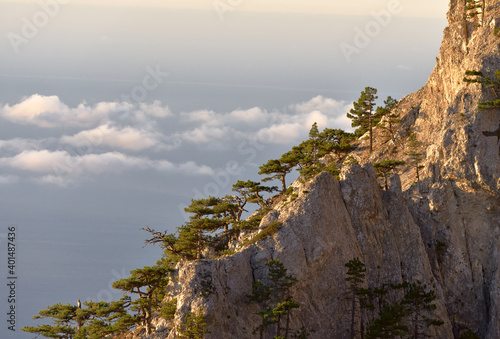 Mountain pines grow on steep cliffs high above floating white clouds in the pink morning light