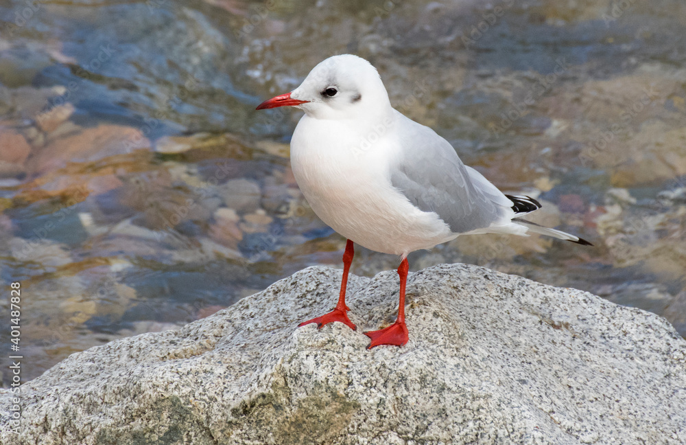 Fototapeta premium Black-headed Gull (Larus ridibundus) - in winter plumage, perched.