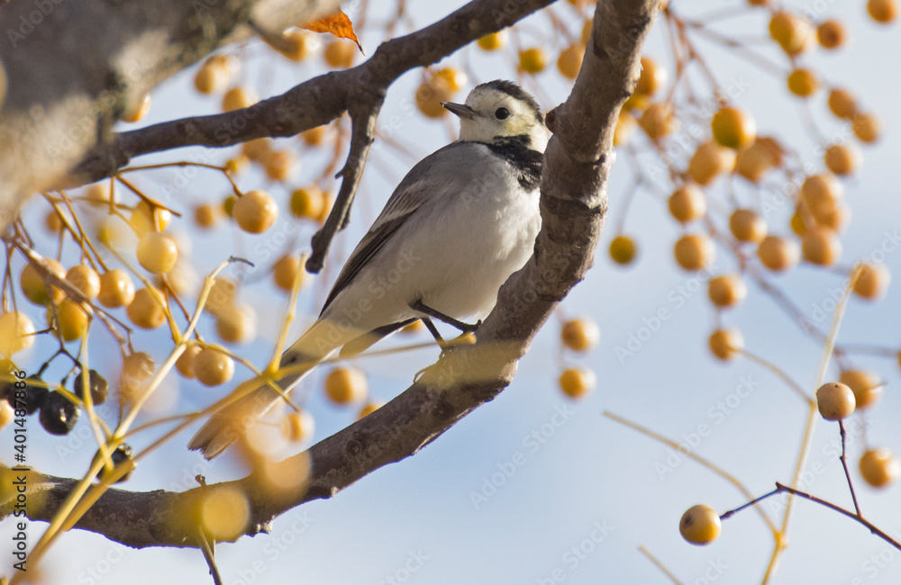 The white wagtail (Motacilla alba) The white wagtail (Motacilla alba)