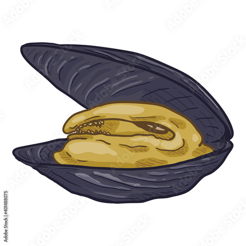 Vector Single Cartoon Mussel Illustration