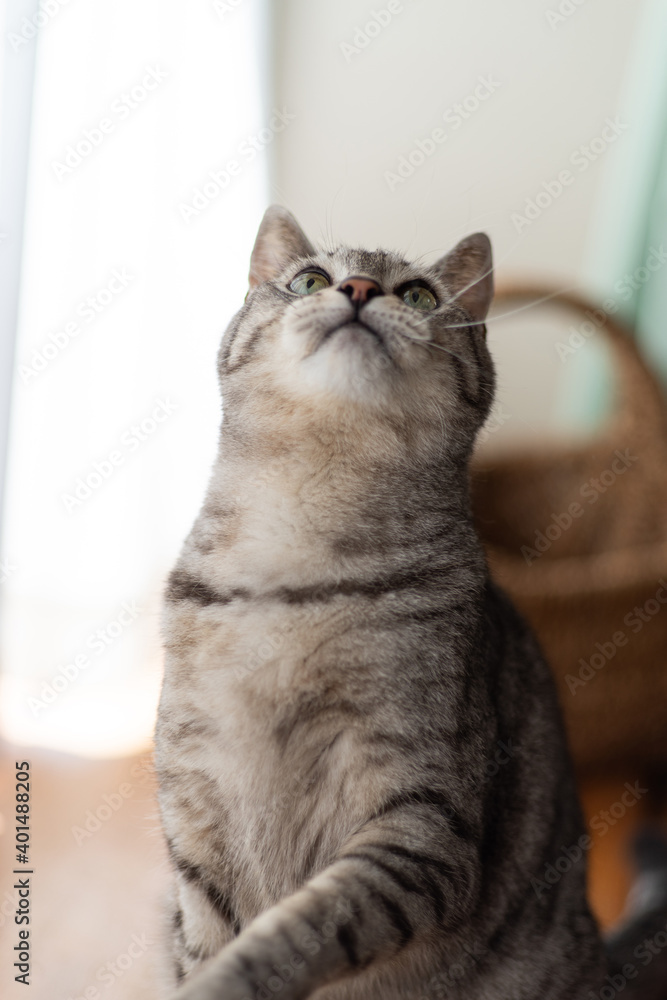 上を見る猫　サバトラ猫