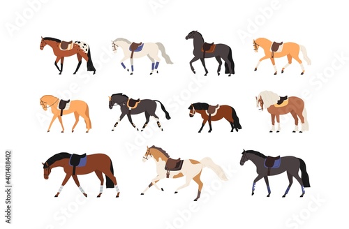 Collection of horses and pony standing and moving vector flat illustration. Set of gorgeous groomed racehorses of different breeds isolated on white. Beautiful equine domestic animals