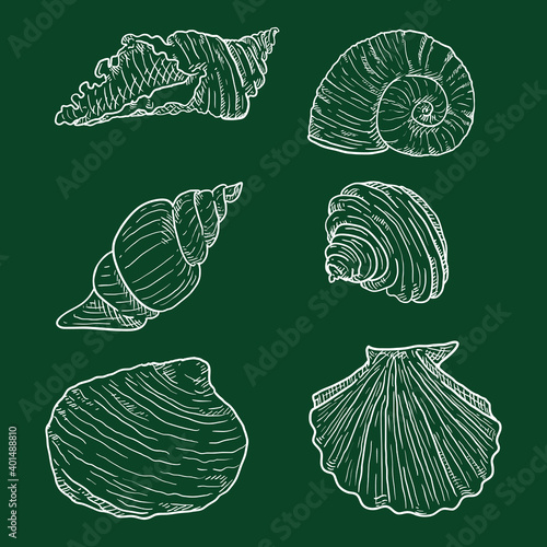 Vector Set of Chalk Sketch Seashells photo