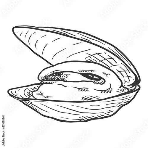 Vector Single Sketch Mussel Illustration