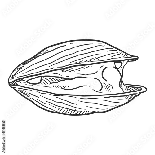 Vector Single Sketch Mussel Illustration