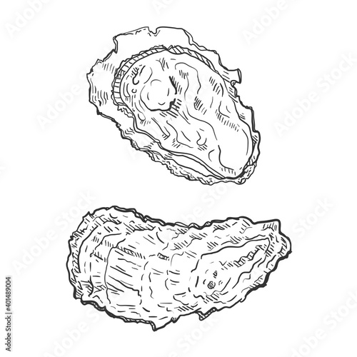 Vector Set of Sketch Oyster Illustrations