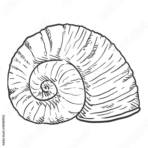 Vector Sketch Nautilus Shell Illustration