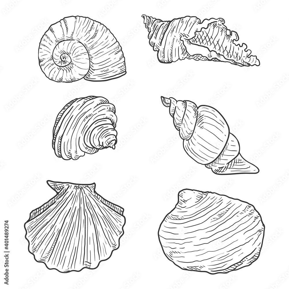 Vector Set of Sketch Seashells Vector Set of Sketch Seashells