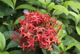 Ixora coccinea or Asoka flower is a plant in the Rubiaceae family, this flower is red and very small in size