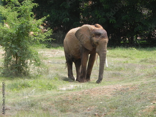 elephant eating