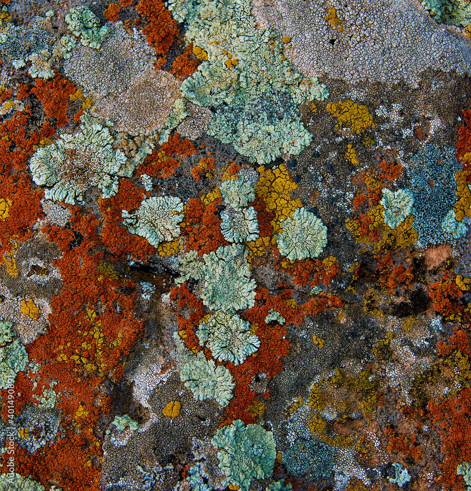 Autumn lichen on the rock Autumn lichen on the rock