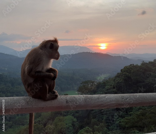monkey at sunset © Nashath