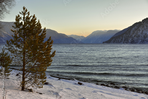 A small pine tree and snow on the shore of lake Teletskoye, which does not freeze in winter