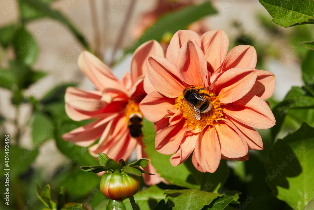 Orange blooming dahlias in summer in the garden macro close up with bees on the flowers Orange blooming dahlias in summer in the garden macro close up with bees on the flowers