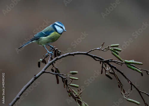 Eurasian Blue Tit (Cyanistes caeruleus) on a common alder branch (Alnus glutinosa) in the forest of the Netherlands. 