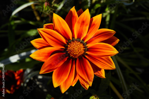 Orange blooming gazania in the garden macro close up © Evgeniya