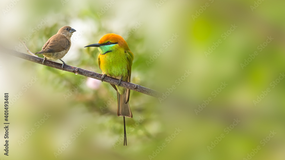 Green bee-eater and juvenile Scaly-breasted Munia perching on tree branch Green bee-eater and juvenile Scaly-breasted Munia perching on tree branch