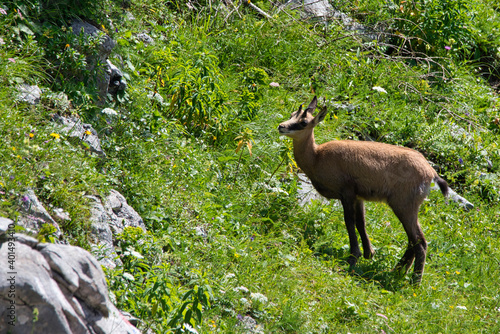 Chamois in the Gesäuse National Park in Austria