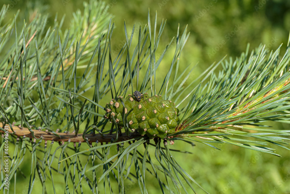 Fototapeta premium Young green pine cone on a branch.