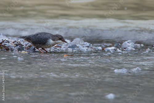 White-throated dipper in the Gesäuse National Park in Austria