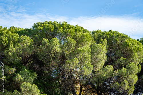 Cedar (Pinus pinea), Italian cedar, umbrella pine and umbrella pine in landscape park in city of Sochi. Close-up. Autumn landscape on Black Sea coast of Caucasus.