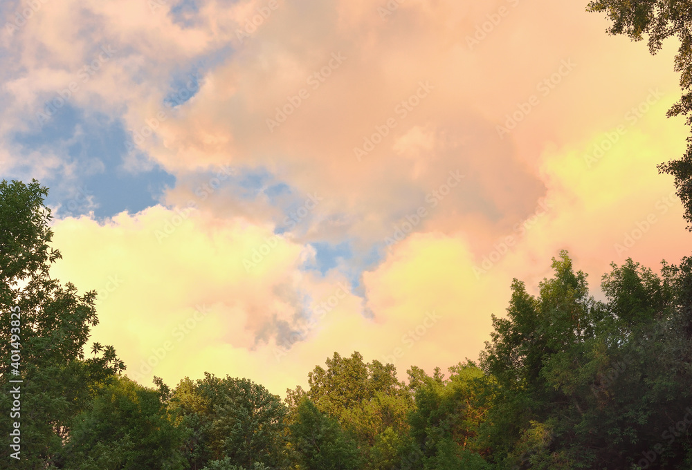 Golden clouds over the trees