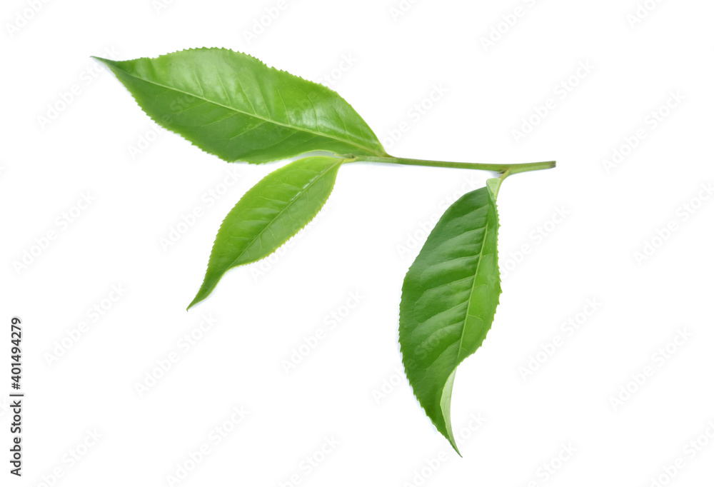 Green tea leaf isolated on white background Green tea leaf isolated on white background