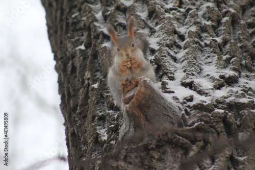 Fototapeta Naklejka Na Ścianę i Meble -  squirrels in the Park in winter