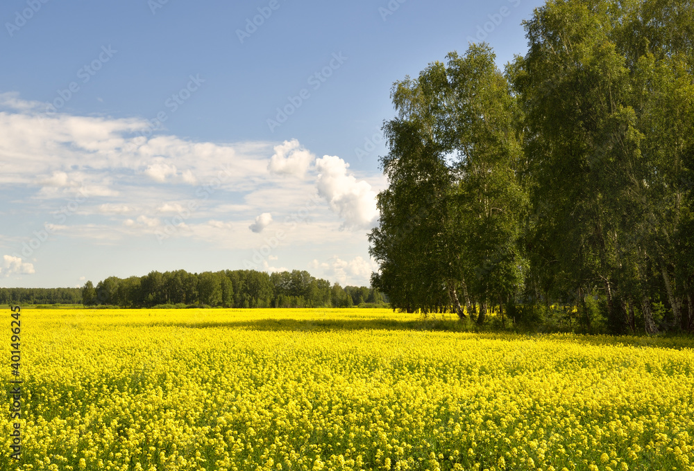 Blooming field of rapeseed in summer