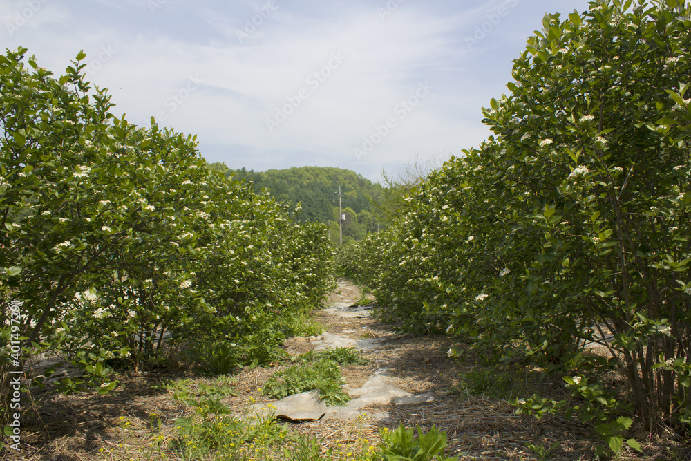 Naklejka premium Aronia (chokeberries) growing in a field. 