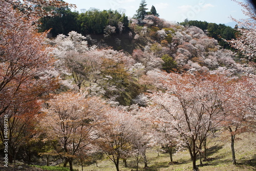                      sakura  cherry japan flower travel spring tree blossom yoshino nara 