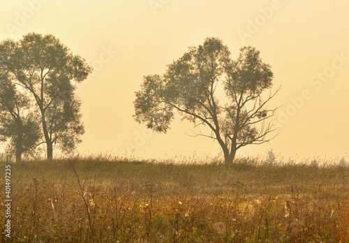 Silhouettes of trees in the Golden light