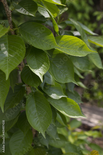 close up cherry blossom tree leaves.