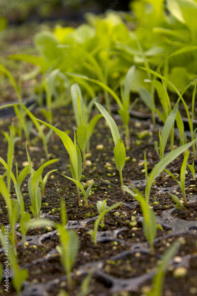 green millet bud on the soil.
green millet bud on the soil.