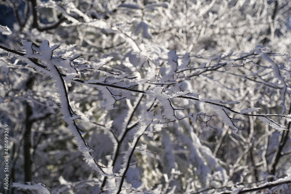 Frozen tree branches covered with snow in winter sunny day