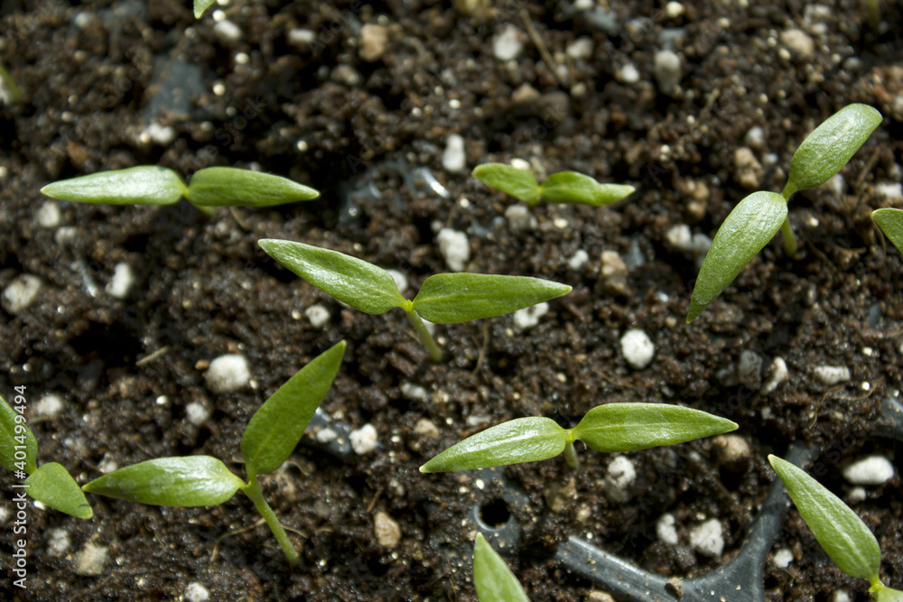 Young plant in the soil Young plant in the soil