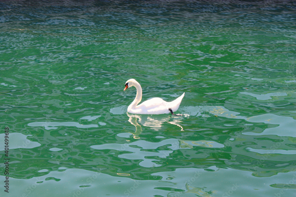 White swan in lake water. Swan in green water. White swan portrait. White swan in nature