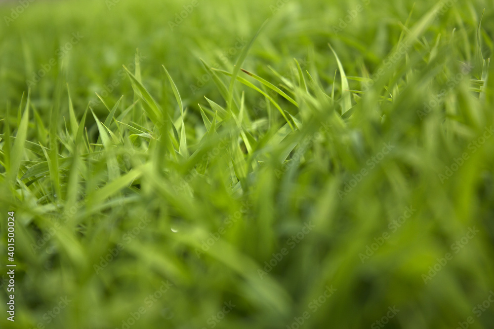 spring season abstract natural background of green rice farm close up with water drop . grass with water drops . spring season abstract natural background of green rice farm close up with water drop . grass with water drops .