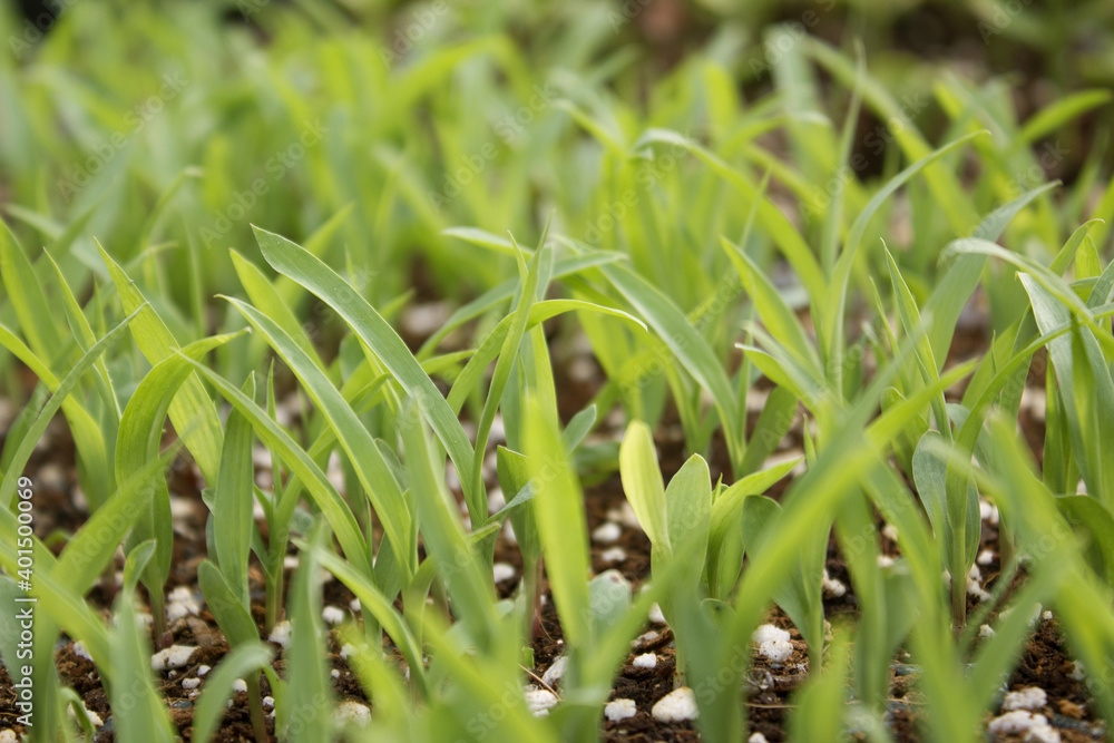 Obraz premium green millet bud on the soil.