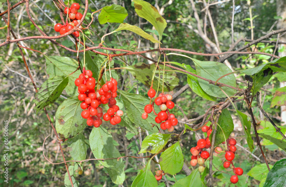 Obraz premium Far-Eastern plant (Schisandra chinensis)