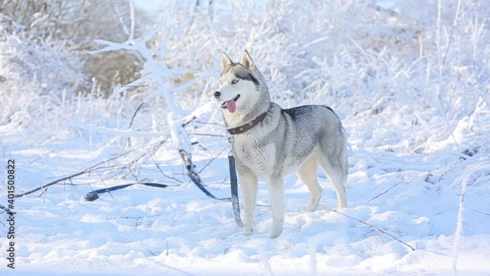 husky dog for a walk in the winter in the forest, snow husky dog for a walk in the winter in the forest, snow